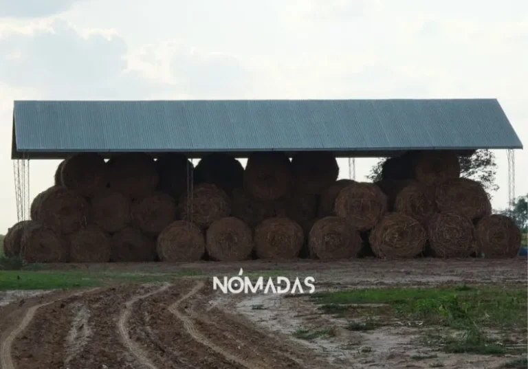 Fuego, agroindustria y gula: un análisis de los incendios forestales en Bolivia con enfoque animal