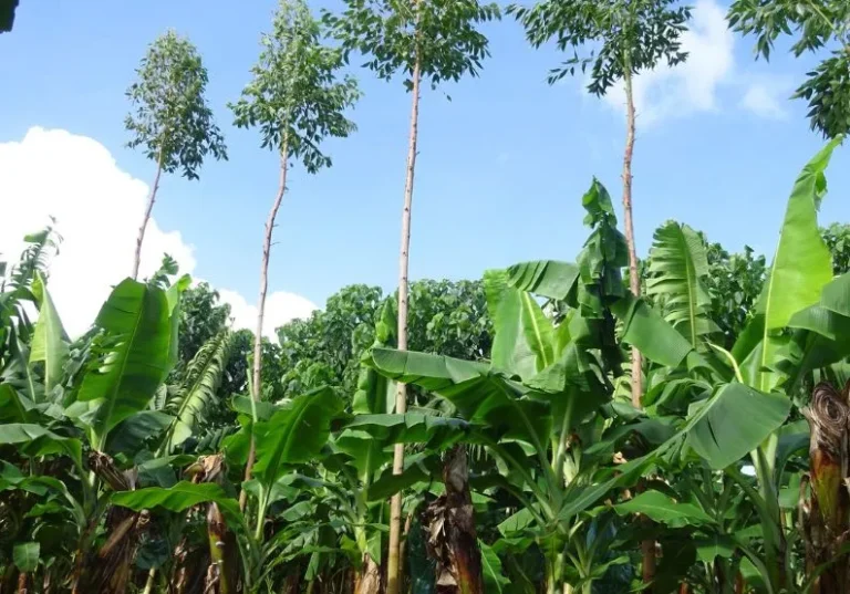 ¿Qué es la agricultura sintrópica y cómo pueden beneficiarse de ella los agricultores?